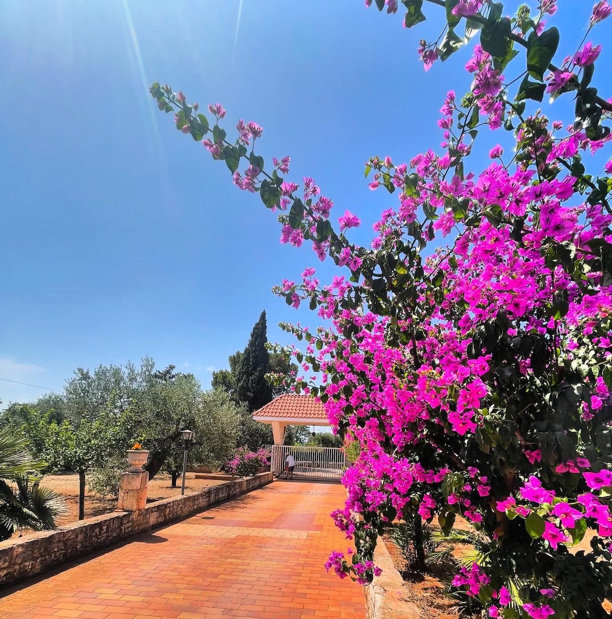 Il giardino di Dépendance Villanita: bouganville in fiore, vialetto in cotto e gazebo tra gli ulivi, nella campagna di Castellana Grotte